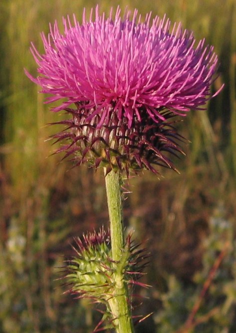  Image name: cardo4.jpg 
 width: 473 pixel 
 height: 666 pixel 
 Size: 67472 bytes 
 Click to enlarge 